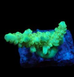 Acropora loripes (Green) (Premium) (S) f 317