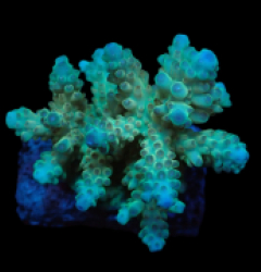 Acropora loripes (Premium) (M) f 134