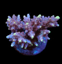 Acropora loripes (Special Selected) o 096