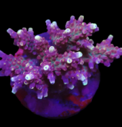 Acropora loripes (Special Selected) o 303