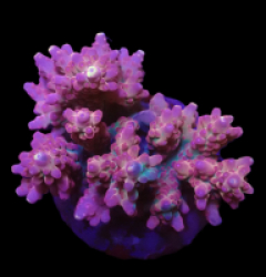 Acropora loripes (Special Selected) o 362