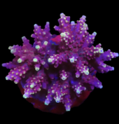 Acropora loripes (Special Selected) o 382