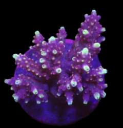 Acropora loripes (Special Selected) o 616