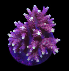 Acropora loripes (Special Selected) o 651