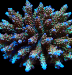 Acropora microclados (Special Colored) (XL) f 253
