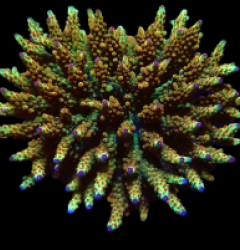 Acropora microclados (Special Colored) (XL) o 241