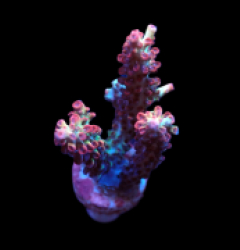 Acropora microclados (SSC) (DJM frag) f A13