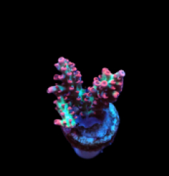 Acropora microclados (SSC) (DJM frag) f A17