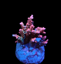Acropora microclados (SSC) (S) pb 158