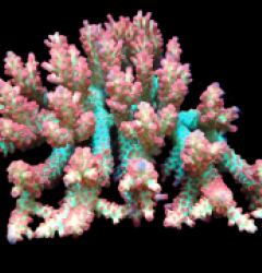 Acropora microclados (SSC) (XL) f 111