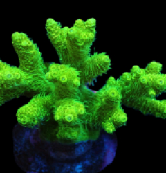 Acropora millepora (Bright Yellow-Green) (M) pb 093