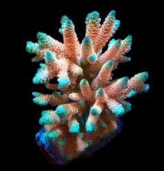 Acropora millepora (Hot Pink) (L) f 162
