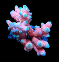Acropora millepora (Hot Pink) (M) f 145