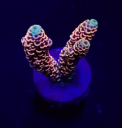 Acropora millepora (Red-Pink) (frag)