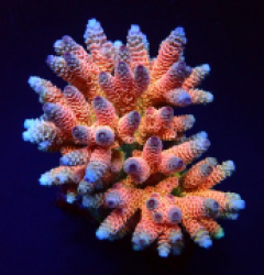 Acropora millepora (Rainbow)