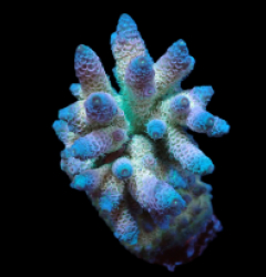 Acropora millepora (Rainbow) (M) f 072