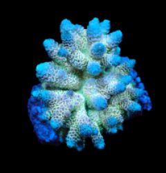 Acropora millepora (Rainbow) (M) f 154