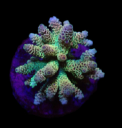Acropora millepora (Rainbow) (M) f 157
