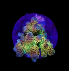 Acropora millepora (Rainbow) (M) f 224