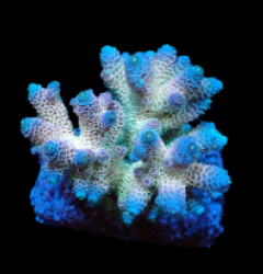 Acropora millepora (Rainbow) (M) f 391