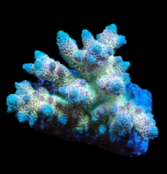 Acropora millepora (Rainbow) (M) f 420