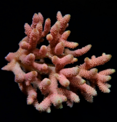 Acropora millepora (Red-Pink)