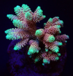 Acropora spp. (Fiji-Tonga)