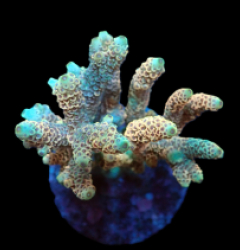 Acropora millepora (Special Colored) f 231