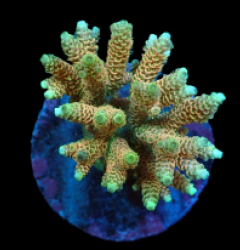 Acropora millepora (Special Colored) f 615