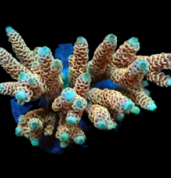 Acropora millepora (Special Colored) f 650