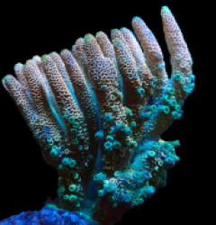 Acropora millepora (Special Colored) (L) f 169
