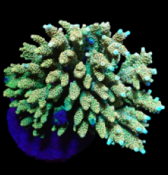 Acropora millepora (Special Colored) (L) f 661