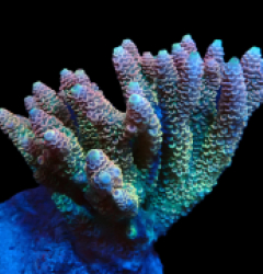 Acropora millepora (Special Colored) (M) f 072
