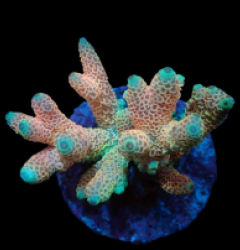 Acropora millepora (Special Colored) (M) f 223