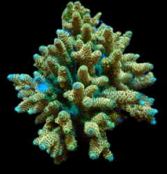 Acropora millepora (Special Colored) (XL) f 096