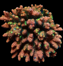 Acropora millepora (Special Colored) (XL) f 119