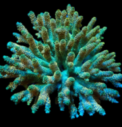 Acropora millepora (Special Colored) (XL) f 644