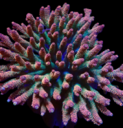 Acropora millepora (Special Colored) (XXL) f 272