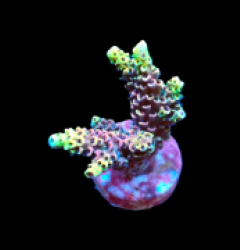 Acropora millepora (Special Selected) pb 666