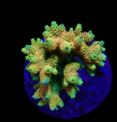 Acropora millepora (Sunset) (M) f 117