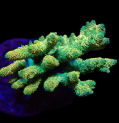 Acropora millepora (Sunset) (M) f 326