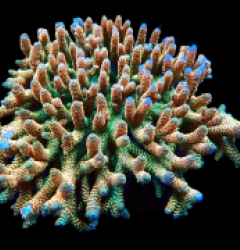 Acropora millepora (Sunset) (Show Size) sps 256