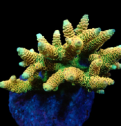 Acropora millepora (Sunset Yellow) (M) f 022