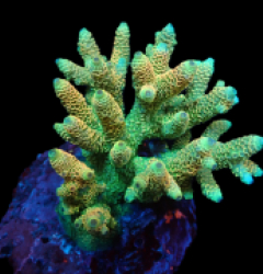 Acropora millepora (Sunset Yellow) (M) f 199