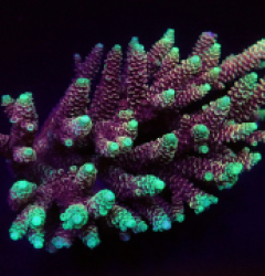 Acropora spp. (Fiji/Tonga)