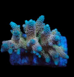 Acropora millepora (Ultra) (M) f 165