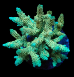 Acropora millepora (Yellow-Green) (L) f 067