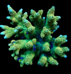 Acropora millepora (Yellow-Green) (L) f 179