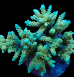 Acropora millepora (Yellow-Green) (L) f 310
