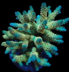 Acropora millepora (Yellow-Green) (L) f 413